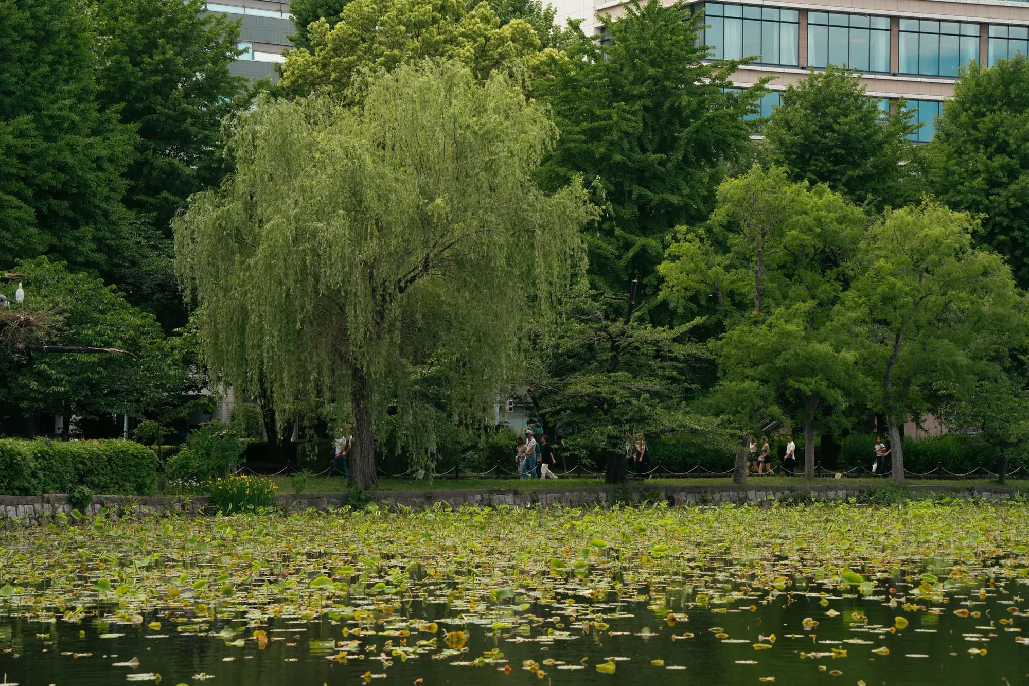 緑の木々と池のある公園